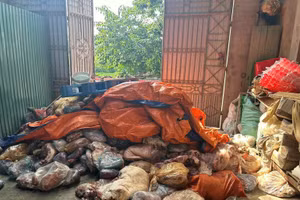 Hàng tấn thịt lợn bốc mùi hôi thối được phát hiệt tại nhà ông Hoàng Văn Kiểm. Ảnh: CA xã Liên Châu. 