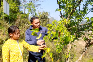 Vườn lê của gia đình anh Lò Đình Quyến sinh trưởng, phát triển tốt. Ảnh: My Ly