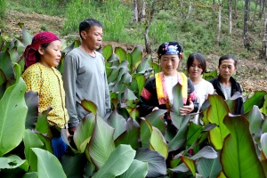 Nông dân xã Ma Lé mạnh dạn chuyển đổi từ cây ngô sang các loại cây trồng có hiệu quả hơn. Ảnh: Thanh Thuỷ