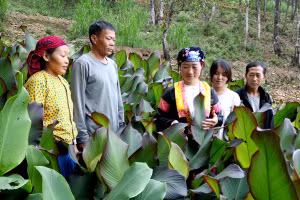 Nông dân xã Ma Lé mạnh dạn chuyển đổi từ cây ngô sang các loại cây trồng có hiệu quả hơn. Ảnh: Thanh Thuỷ
