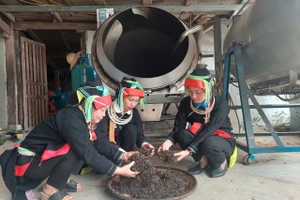 Người dân xã Cao Bồ (Tuyên Quang) chế biến chè shan tuyết theo phương pháp truyền thống.