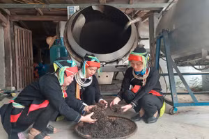 Người dân xã Cao Bồ (Tuyên Quang) chế biến chè shan tuyết theo phương pháp truyền thống.