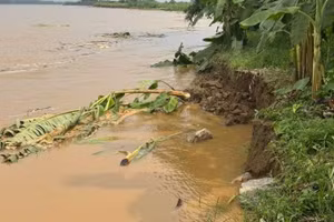 Sạt lở sau mưa lớn, nhiều diện tích chuối và hoa màu bị cuốn trôi.