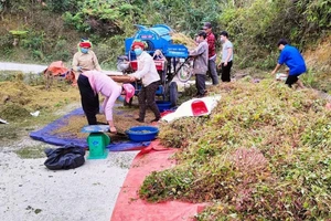 Cây tam giác mạch được trồng và thu hoạch tại Hà Giang.