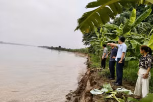 Bờ sông Thao tại xã Lâm Thao bị sạt lở nghiêm trọng.