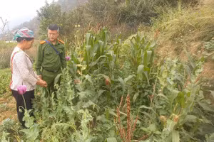 Hơn 700 cây thuốc phiện trồng trái phép tại khu vực ruộng của gia đình bà Hoàng Thị Máy. (Ảnh: Công an tỉnh Hà Giang)