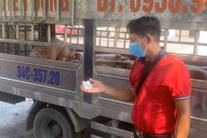 2/3 mẫu xét nghiệm dương tính với virus dịch tả lợn Châu Phi. Ảnh: Công an tỉnh Phú Thọ