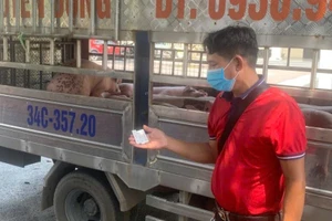 2/3 mẫu xét nghiệm dương tính với virus dịch tả lợn Châu Phi. Ảnh: Công an tỉnh Phú Thọ