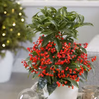 Top những loại cây đem lại sức khỏe, tài lộc Tết nhà nào cũng có 