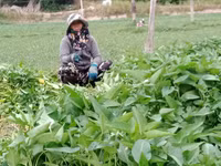 Những loại rau làm mát gan, thải độc tố nên ăn hàng ngày 