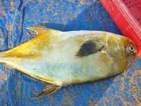 Ngư dân Hà Tĩnh trúng đậm mẻ cá vàng dương, thu lợi hơn 300 triệu đồng