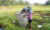 Săn 'tôm bay' kiếm tiền triệu mỗi ngày 