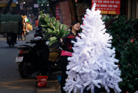 Các cây thông phủ tuyết trắng.