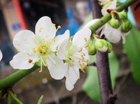 Hoa mận, hoa mai rừng đua nhau khoe sắc trắng tinh khôi ảnh 3