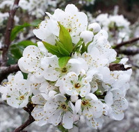 Hoa mận, hoa mai rừng đua nhau khoe sắc trắng tinh khôi ảnh 9