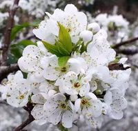 Hoa mận, hoa mai rừng đua nhau khoe sắc trắng tinh khôi ảnh 9