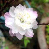 Hoa mận, hoa mai rừng đua nhau khoe sắc trắng tinh khôi ảnh 7