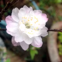 Hoa mận, hoa mai rừng đua nhau khoe sắc trắng tinh khôi ảnh 7