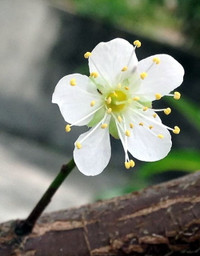 Hoa mận, hoa mai rừng đua nhau khoe sắc trắng tinh khôi ảnh 2