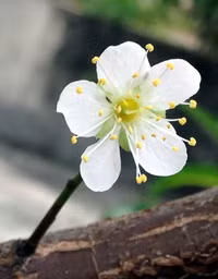 Hoa mận, hoa mai rừng đua nhau khoe sắc trắng tinh khôi ảnh 2