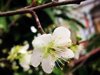 Hoa mận, hoa mai rừng đua nhau khoe sắc trắng tinh khôi ảnh 4