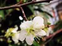 Hoa mận, hoa mai rừng đua nhau khoe sắc trắng tinh khôi ảnh 4