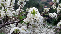 Hoa mận, hoa mai rừng đua nhau khoe sắc trắng tinh khôi ảnh 6