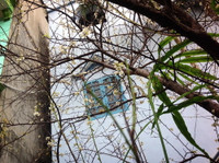 Hoa mận, hoa mai rừng đua nhau khoe sắc trắng tinh khôi ảnh 5