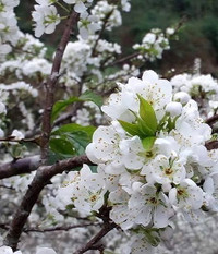 Hoa mận, hoa mai rừng đua nhau khoe sắc trắng tinh khôi ảnh 8