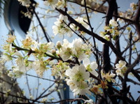 Hoa mận, hoa mai rừng đua nhau khoe sắc trắng tinh khôi ảnh 11