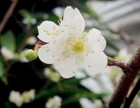 Hoa mận, hoa mai rừng đua nhau khoe sắc trắng tinh khôi ảnh 12