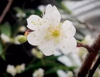 Hoa mận, hoa mai rừng đua nhau khoe sắc trắng tinh khôi ảnh 12