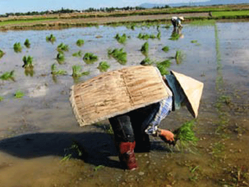 Ảnh minh họa. Ảnh minh họa.