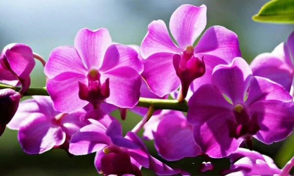 3 con giáp tài lộc như ‘diều gặp gió ngày 10/3