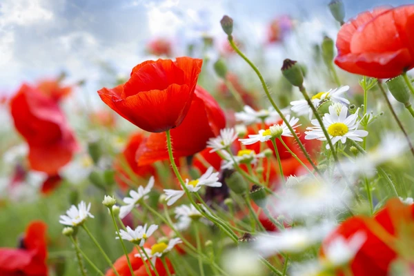 Nhân Mã nên nghiêm túc trong tình yêu, Cự Giải lấy lại được cân bằng ngày 27/11