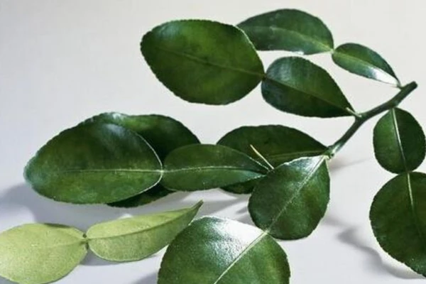 Lá chanh được xem là một loại thảo dược có tác dụng chữa bệnh rất tốt. (Ảnh: ITN)