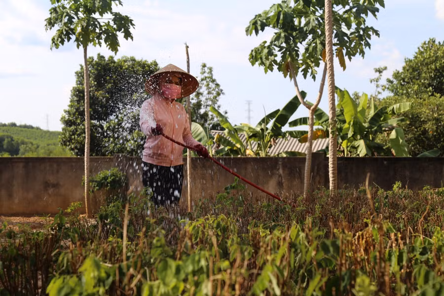 Chăm sóc vườn rau phục vụ bữa ăn của trẻ