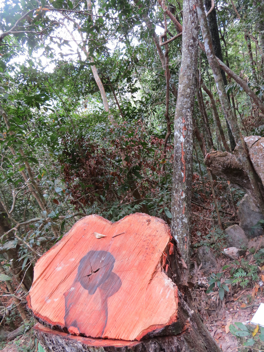 Một gốc cây có đường kính lớn bị đốn hạ (Ảnh TG)