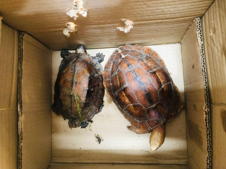 2 cá thể rùa mà đối tượng Phú giao dịch mua bán.