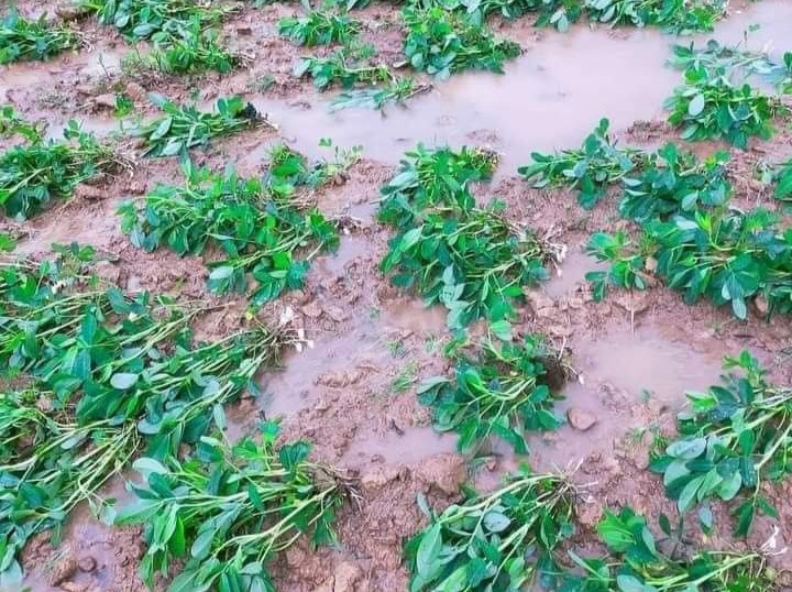 Nhiều diện tích hoa màu đã bị mưa lũ làm ngập úng.