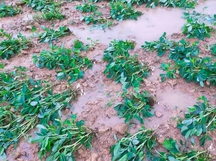 Nhiều diện tích hoa màu đã bị mưa lũ làm ngập úng.