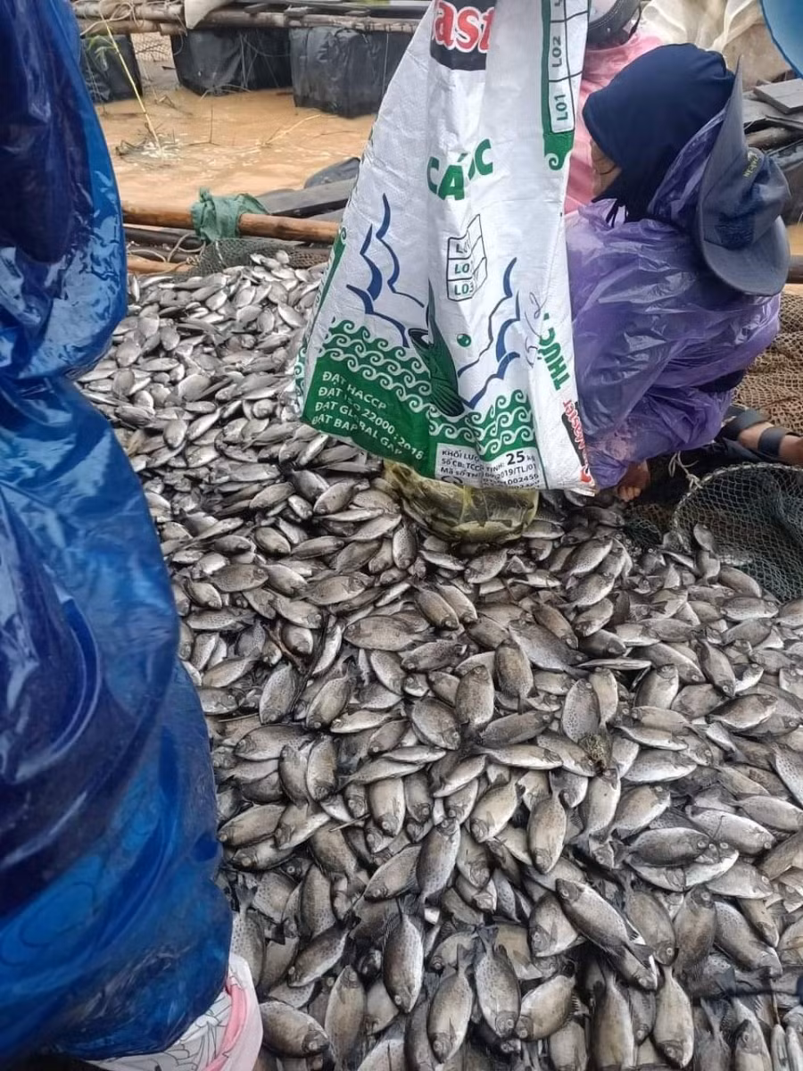Do ảnh hưởng của nước bạc từ thượng nguồn đổ về đã làm cá dìa nuôi lồng của các hộ dân ở xã Triệu Phước, huyện Triệu Phong bị chết. (Ảnh: CTV).
