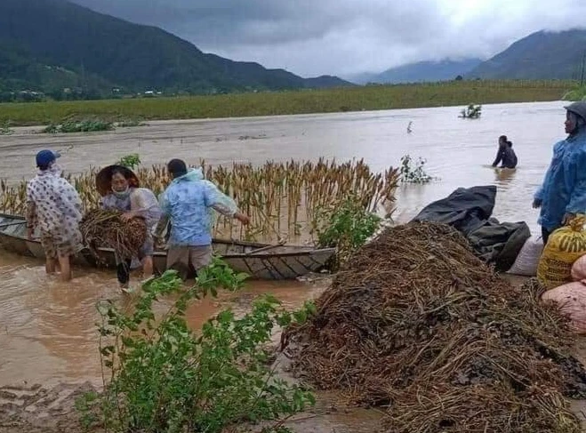 Bà con nông dân vùng núi Quảng Trị tranh thủ thu hoạch hoa màu chạy lũ.