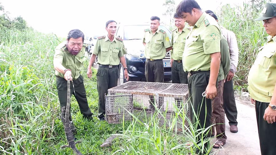 Lực lượng Kiểm lâm thả Kỳ đà hoa về môi trường tự nhiên.