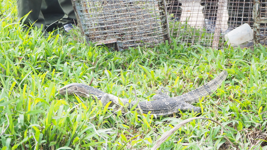 Kỳ đà hoa có tên trong danh mục động vật rừng nguy cấp, quý, hiếm thuộc nhóm IIB. Kỳ đà hoa có tên trong danh mục động vật rừng nguy cấp, quý, hiếm thuộc nhóm IIB.