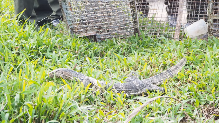 Kỳ đà hoa có tên trong danh mục động vật rừng nguy cấp, quý, hiếm thuộc nhóm IIB. Kỳ đà hoa có tên trong danh mục động vật rừng nguy cấp, quý, hiếm thuộc nhóm IIB.