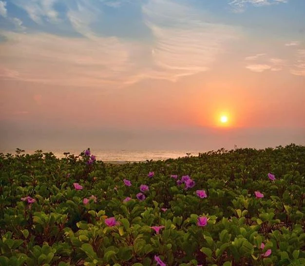 Hoa muống biển tuyệt đẹp thường xuất hiện tại các bãi biển ở Tp. Đồng Hới (Ảnh Cường Bùi)