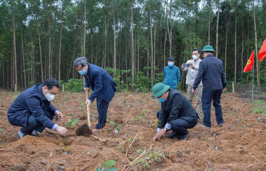 Các đại biểu tham gia trồng cây quế tại khu vực hồ Đá Lã.