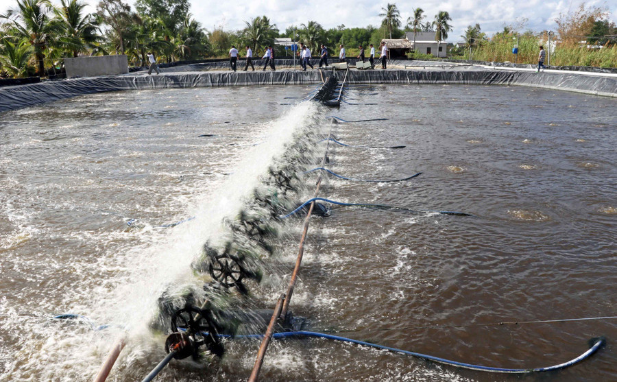 Loại hình nuôi tôm siêu thâm canh đang phát triển mạnh tại Cà Mau.