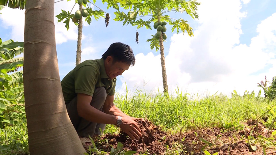 Anh Nguyễn Vũ Linh vươn lên thoát nghèo nhờ mô hình chăn nuôi kết hợp trồng gừng, hoa màu.